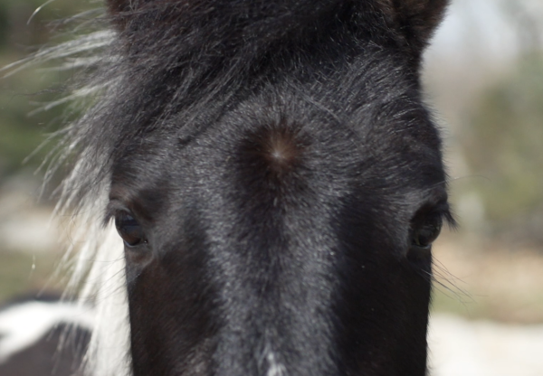 NOTAS SOBRE CABALLOS. Largometraje documental's header image