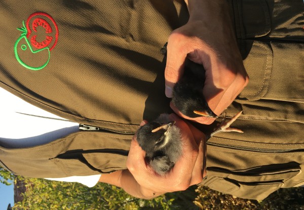 Imagen de cabecera de Una casa para las gallinas castellanas