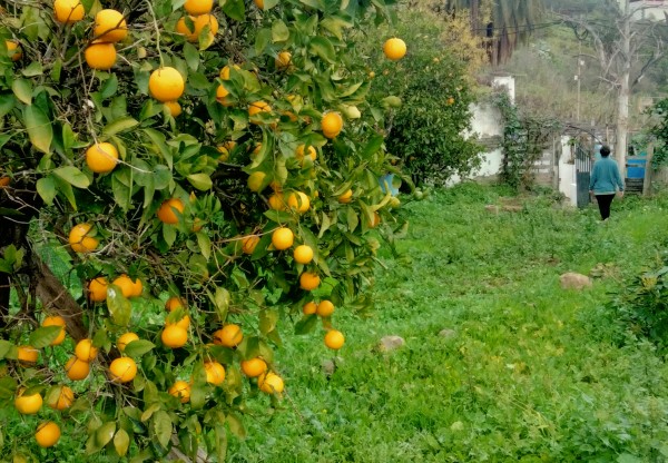 Imagen de cabecera de Reconstruir nuestro techo para seguir cultivando vida en Pino Santo
