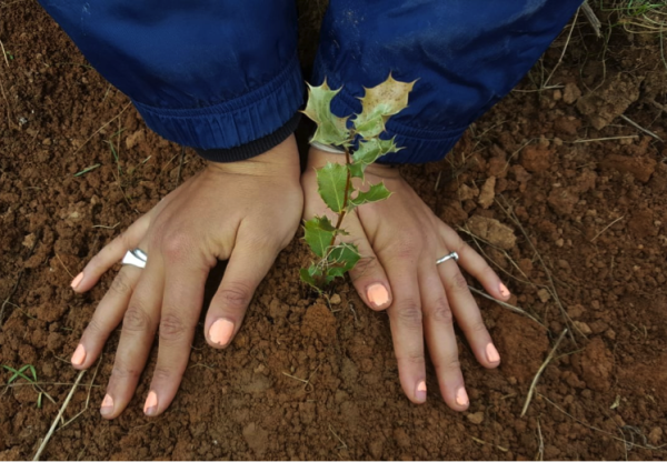 Imagen de cabecera de Plantación ciudadana de árboles en La Losa