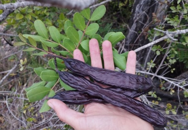 Imagen de cabecera de ¡Empoderemos la algarroba!