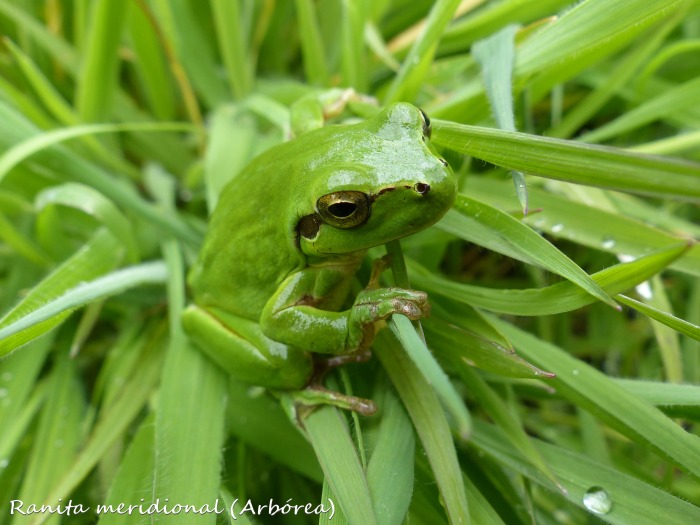 hyla-meridionalis.jpg