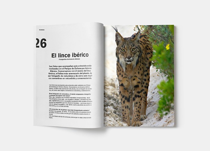 linces-para-goteo.jpg