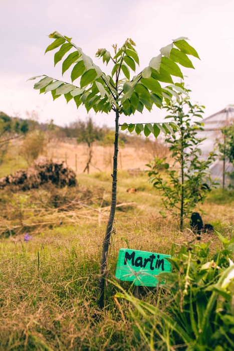 8.-gracias-a-tu-apoyo-reforestamos-kopie.jpg