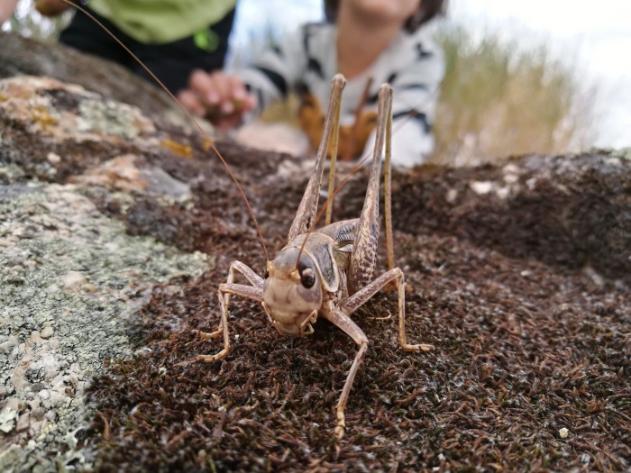 mirando-el-saltamontes.jpg