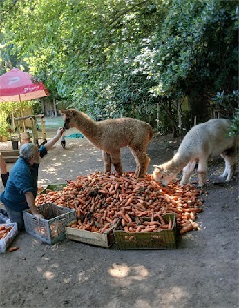nano-y-zanahorias.jpg
