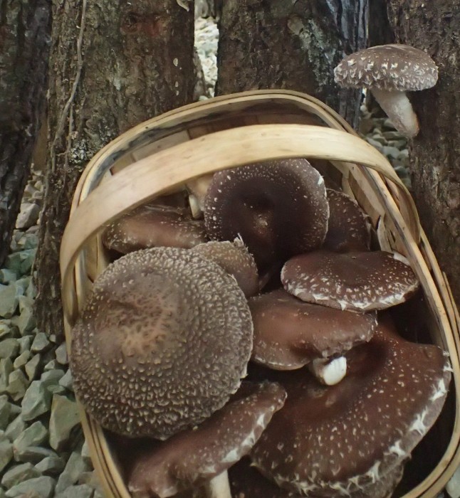 shiitake-1.jpg